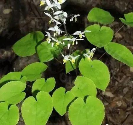 它才是中药界的伟哥要想效果好必须这样吃