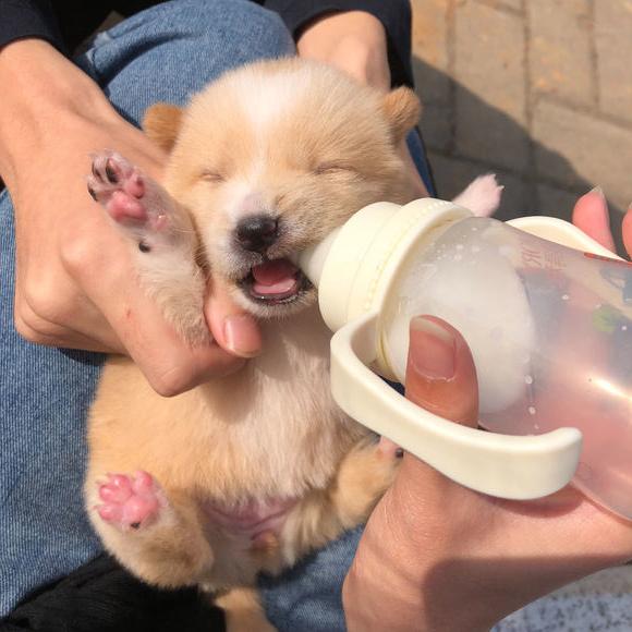 原创流浪小奶狗冻僵路边,女孩看到一脸心疼,把它带回家后倍受欢迎