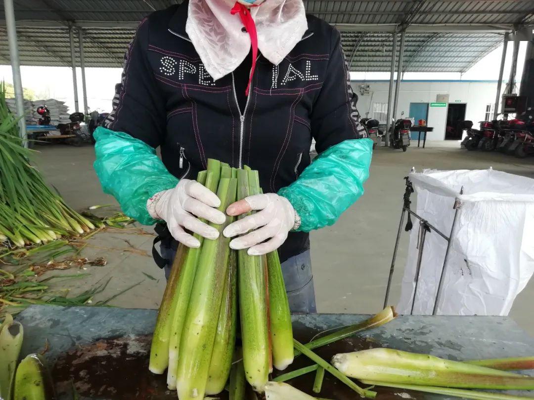 便民今年头批青浦练塘茭白上市