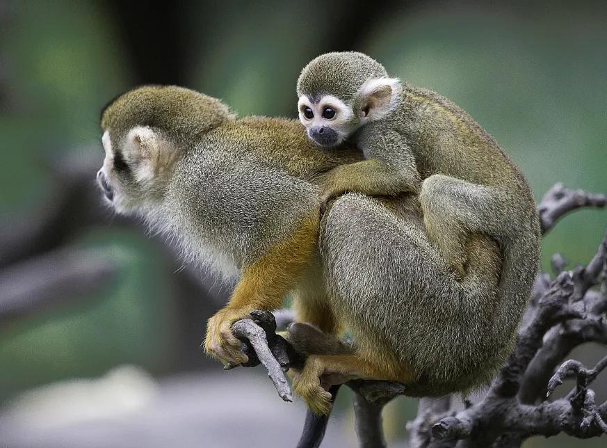 饲养着大熊猫,金丝猴,金毛羚牛,羚羊,白犀牛,猎豹等来自国内外的珍稀