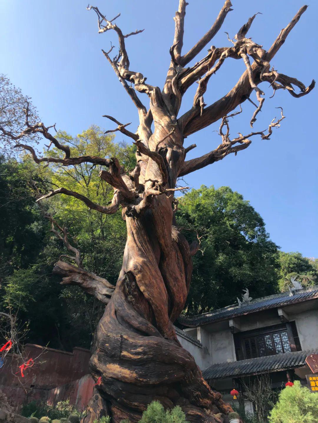 西昌光福寺古树图片