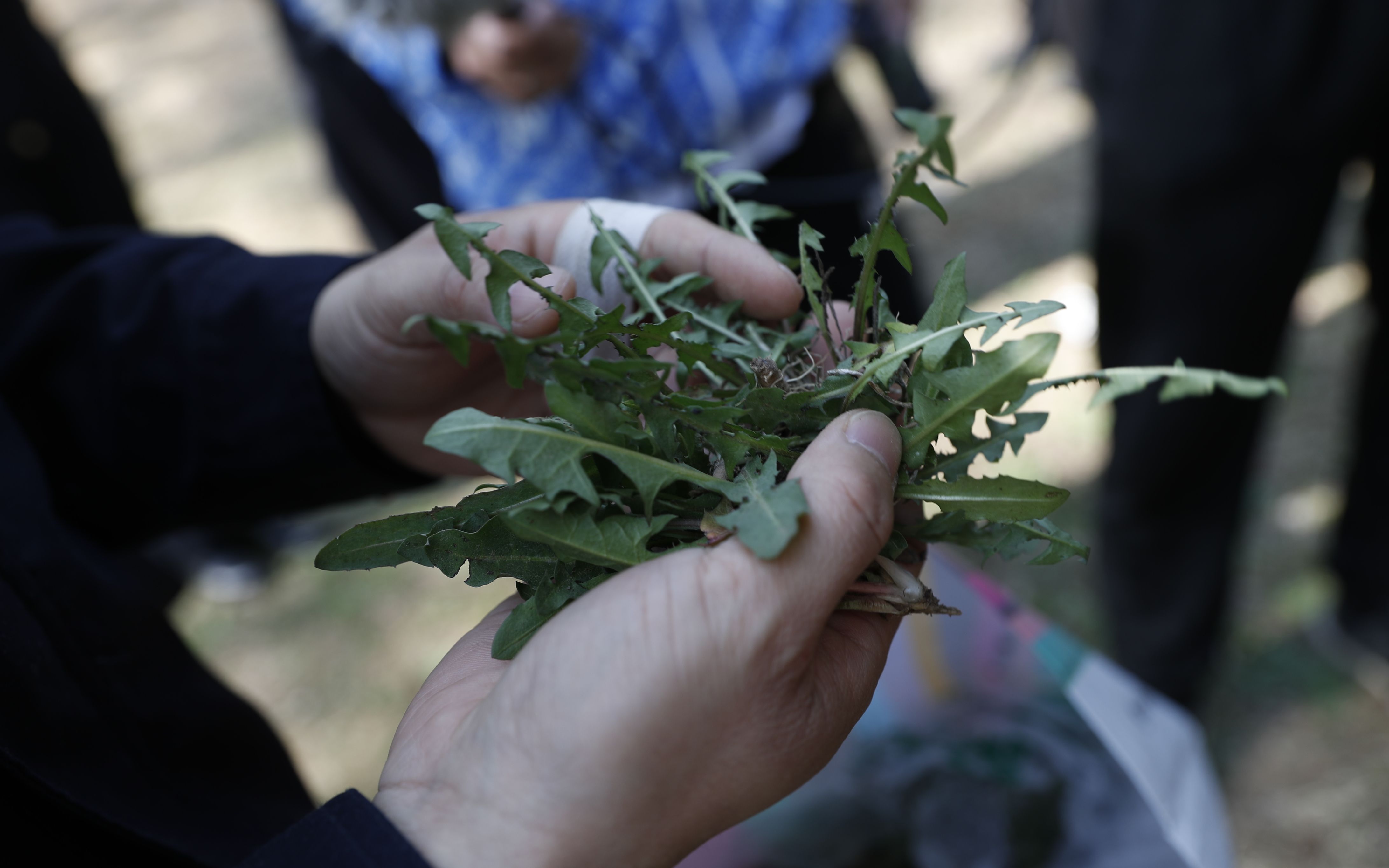 奥森又现挖野菜大军