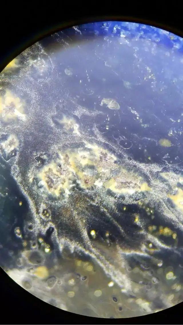 上图系宣德苏麻离青微观特征元青花特征总结:自然古朴,奔放大气,一笔