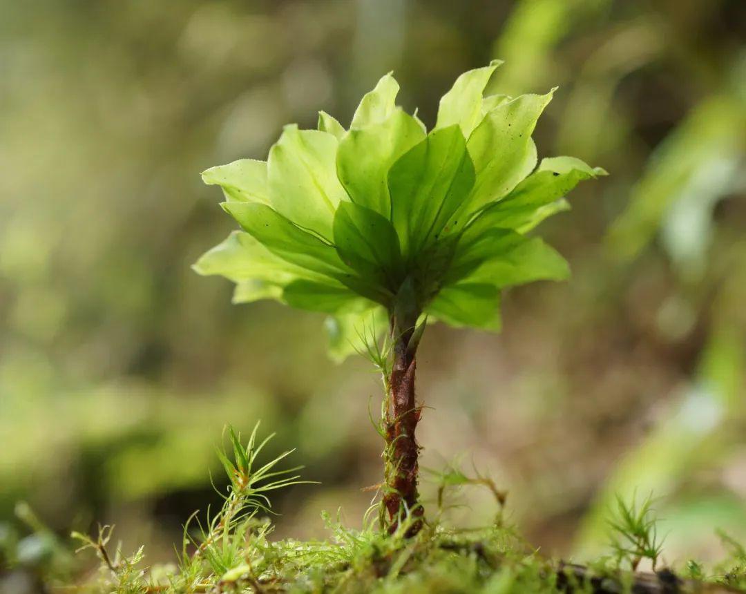 拥有苔藓的另一种方式