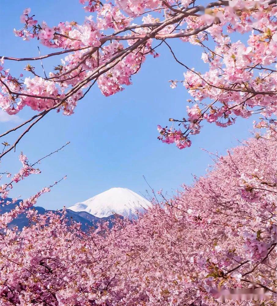 日本古箏彈奏《櫻花》,東方的韻味