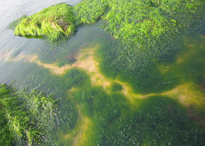 "长寿菜"紫菜烘干工艺