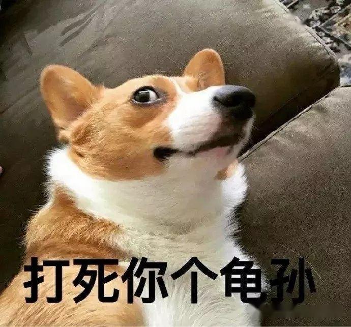 柯基――表情帝卖萌不输二哈