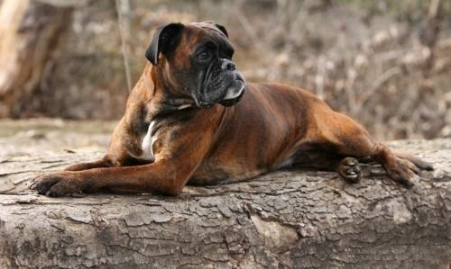 原创拳师犬在各个领域都想做到龙头老大