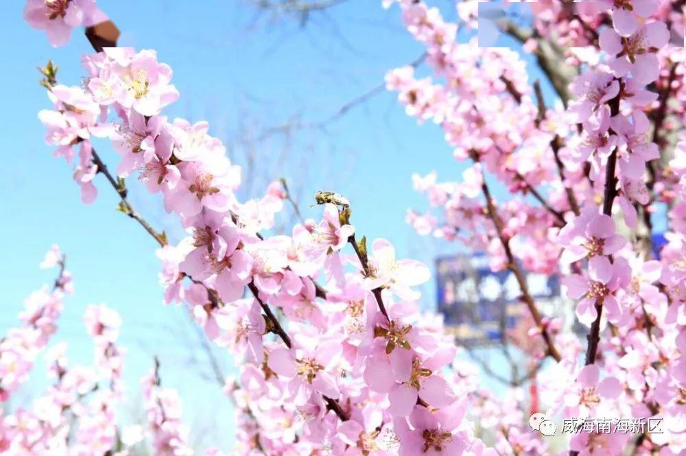 30萬株鬱金香花開南海