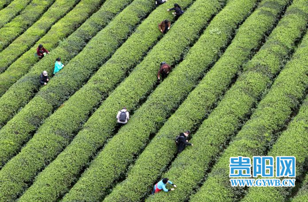 据了解,湄潭县永兴茶场,最早开垦于上世纪四十年代,为民国中央实验