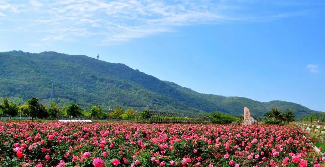 爱情步道旖旎悠长千亩桃花源有机相连十里玫瑰谷,百