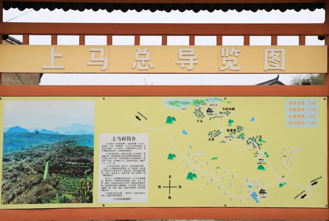 大岚高山樱花陆续开放未来半个月将迎来最佳观赏期