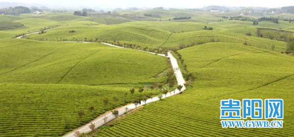 茶海游客增加,除带动新茶销售,永兴茶场周边和集镇上的的餐饮,小吃