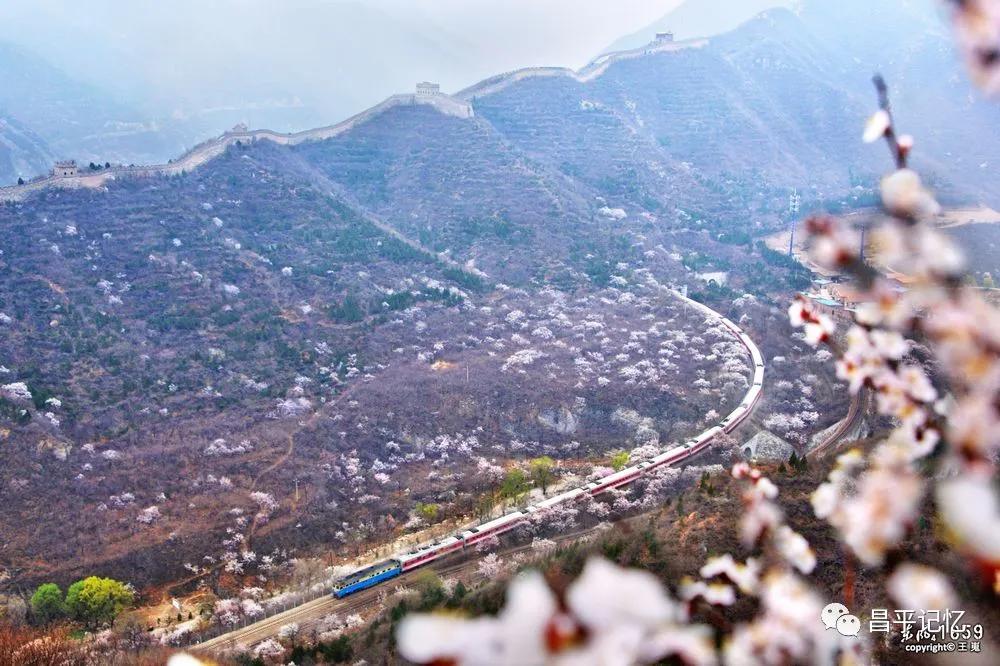 火了居庸關花海列車怎能遺忘百年京張鐵路永懷詹公清明追思