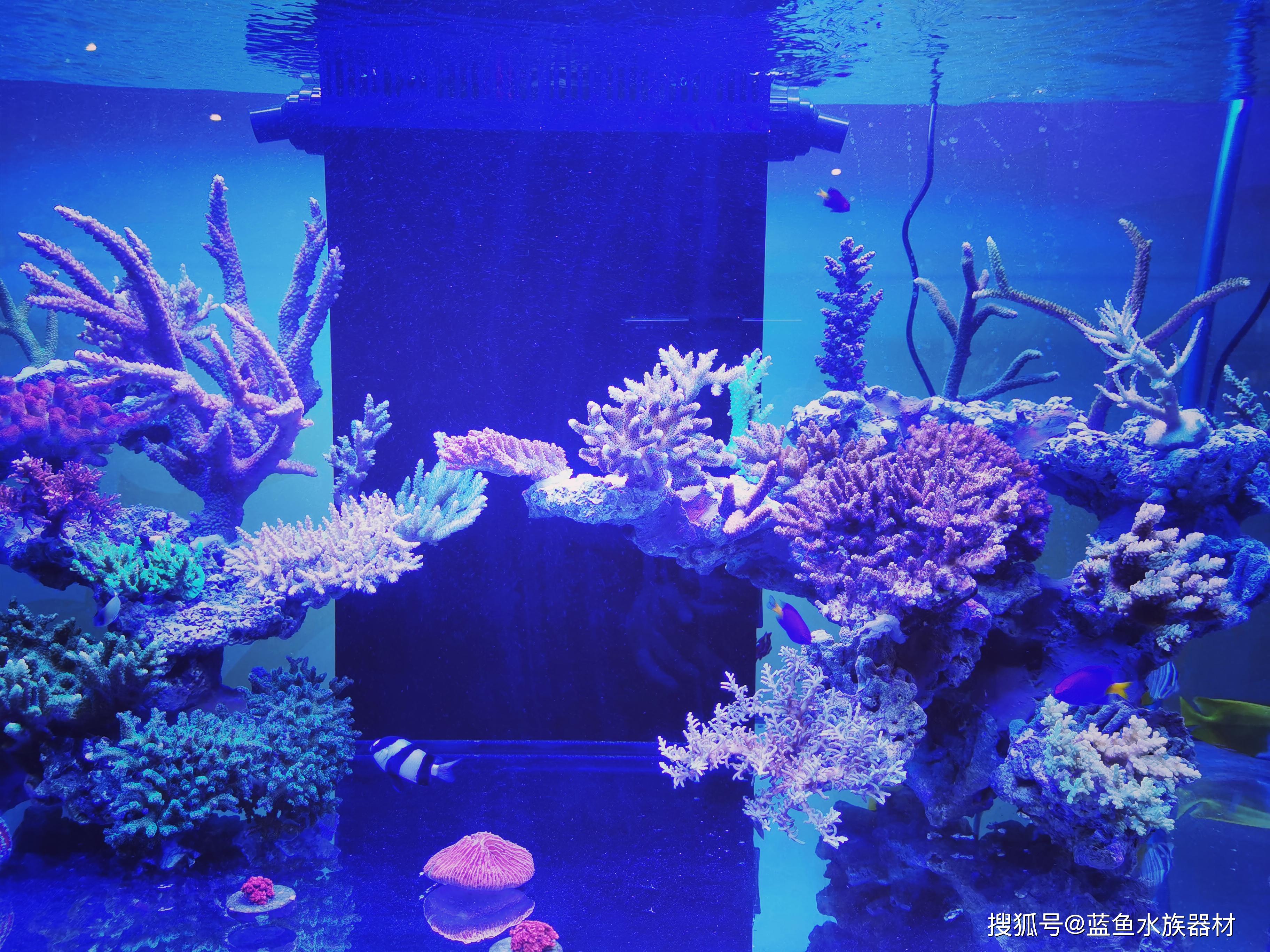 大型水族展上的珊瑚海水鱼缸养殖要点