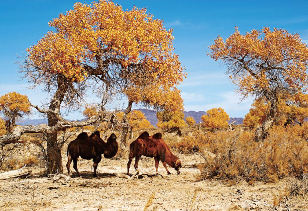 晨曦下的胡杨绚丽夺目有光作颜料,染尽枝叶整个沙漠都是舞台,主角永远