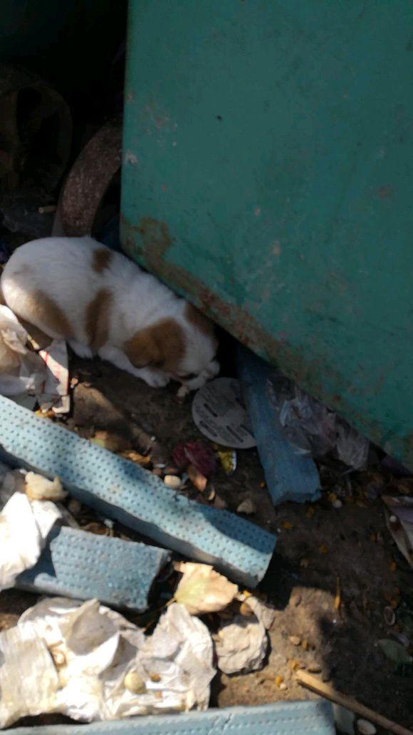 原创流浪狗栖身在垃圾箱旁边它看起来饿坏了女孩带回家后好崩溃