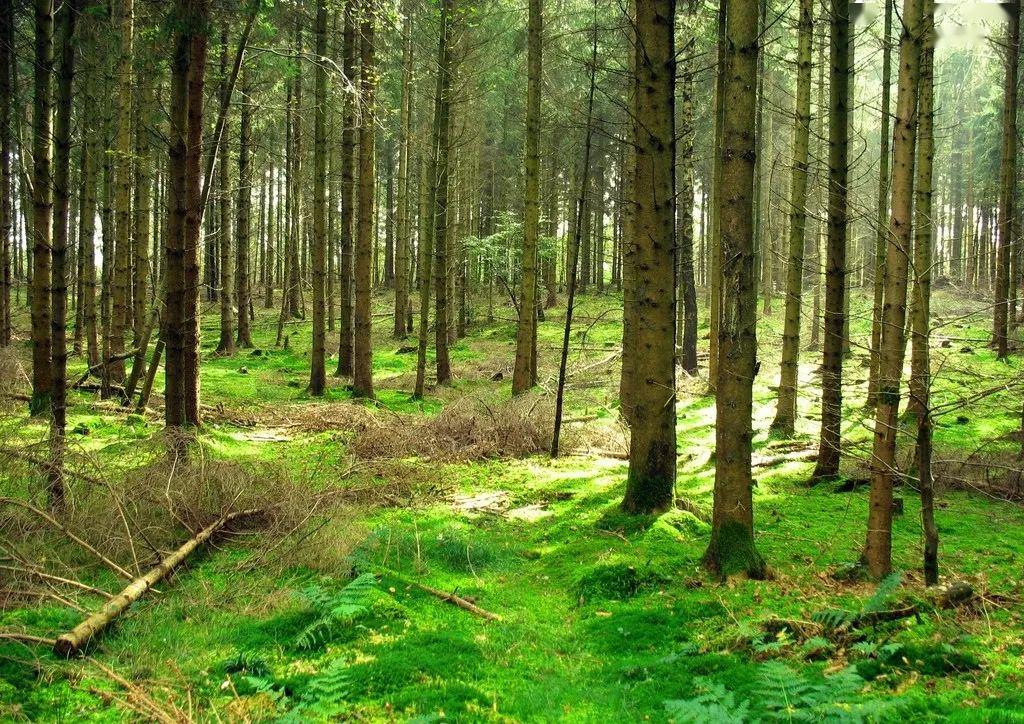 举报有奖广元严厉打击非法野外用火行为和森林火灾