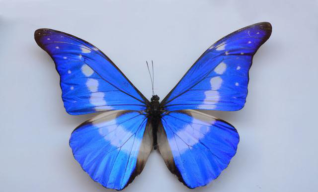 最贵的蝴蝶售价4万美元,最美最大的蝴蝶又是何种?
