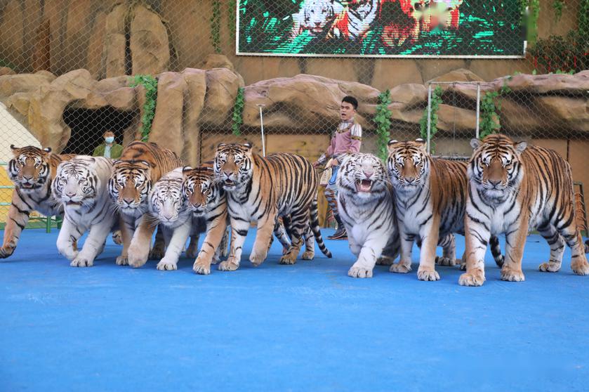 龍之夢動物世界步行區五大科普秀場精彩亮相獅虎秀大氣震撼憑惠民卡