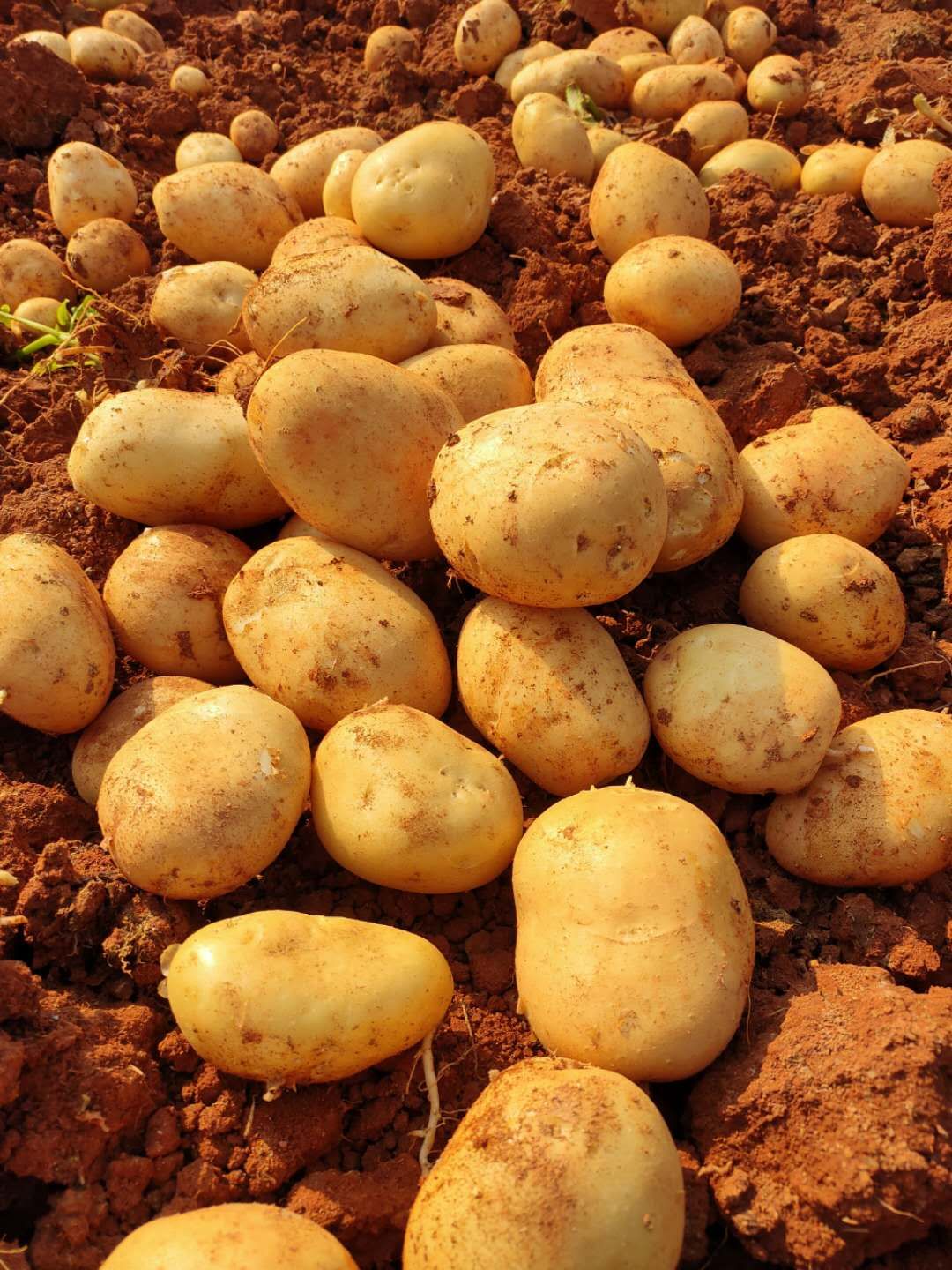 云南建水:舘驿村委会引导回乡生出"金鸡蛋"_土豆