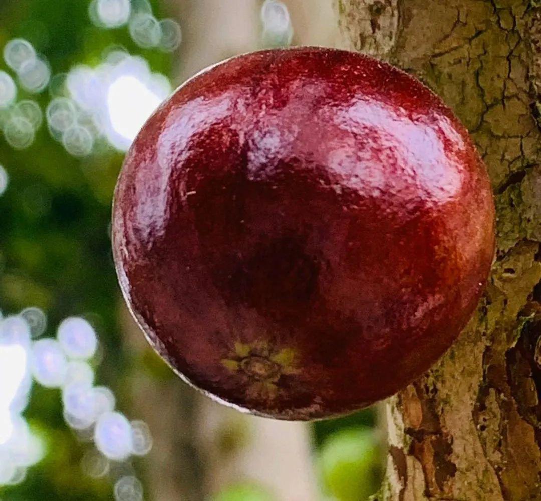 嘉宝果开在树上的黑珍珠来自南美洲的礼物登陆潮州