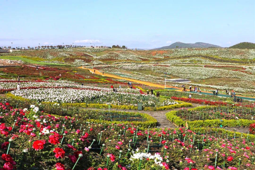 春光正好,汉中这个"全国最大牡丹园"邀您来打卡!约不约?_洋县