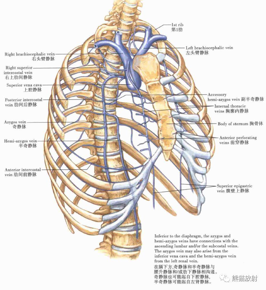 胸壁内静脉肋间神经和肋间动脉肋和胸肋连接胸部的骨骼