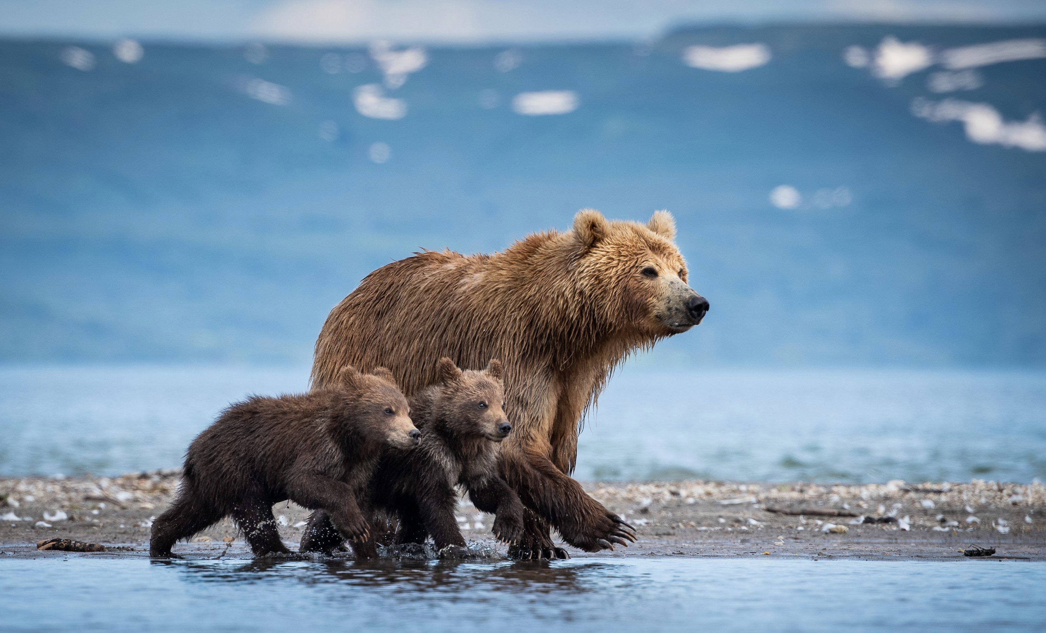 有爱!摄影师拍下熊一家三口温馨互动的画面