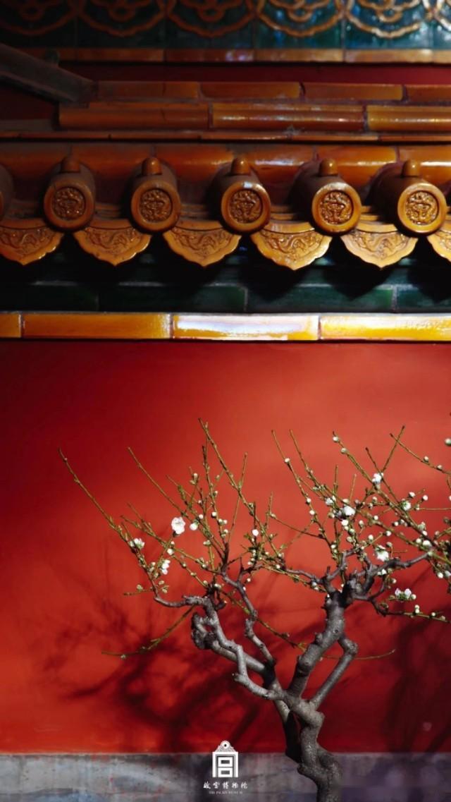 摄影欣赏丨春天里的故宫,一抹春色出墙来!