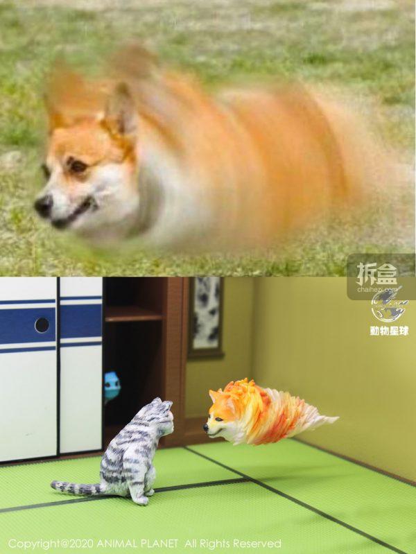 动物星球沙雕系列球猫旋风狗
