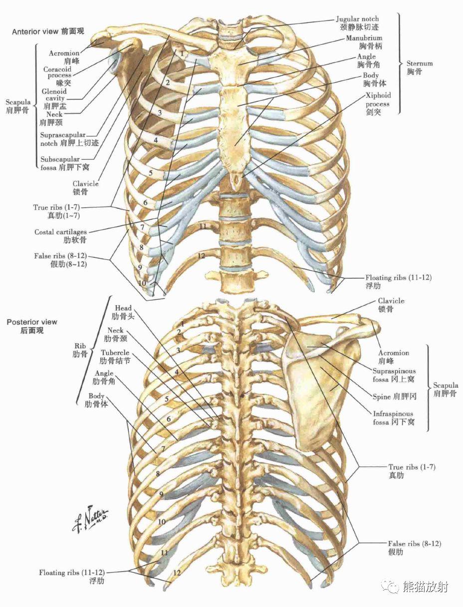 解剖丨胸壁肺支气管