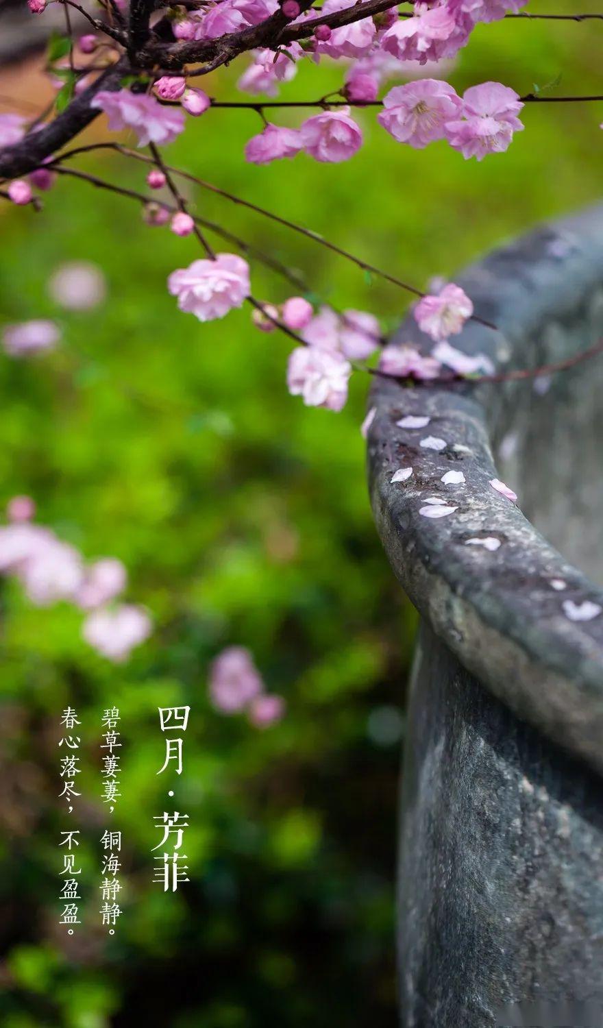 云游故宫2020年600岁的故宫邀你同赏春日的美好