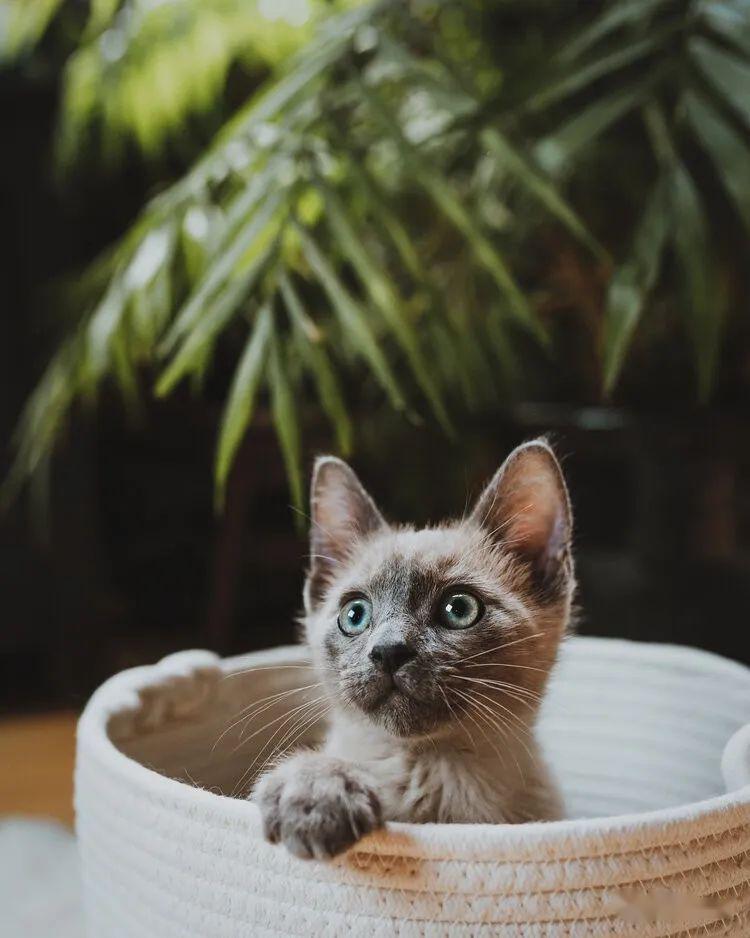 猫咪主人 redditor loverstits 为定格爱猫 kazmir 的身影,在一月时