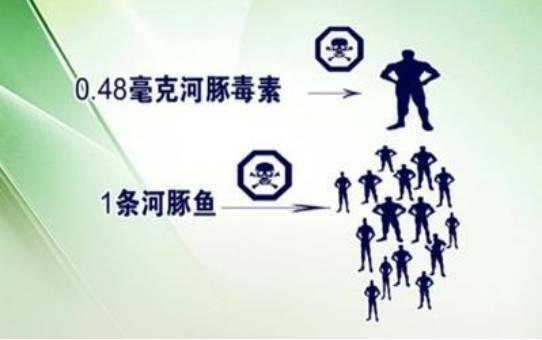 引起中毒的河豚毒素是一种非蛋白质神经毒素,可分为河豚素,河豚酸