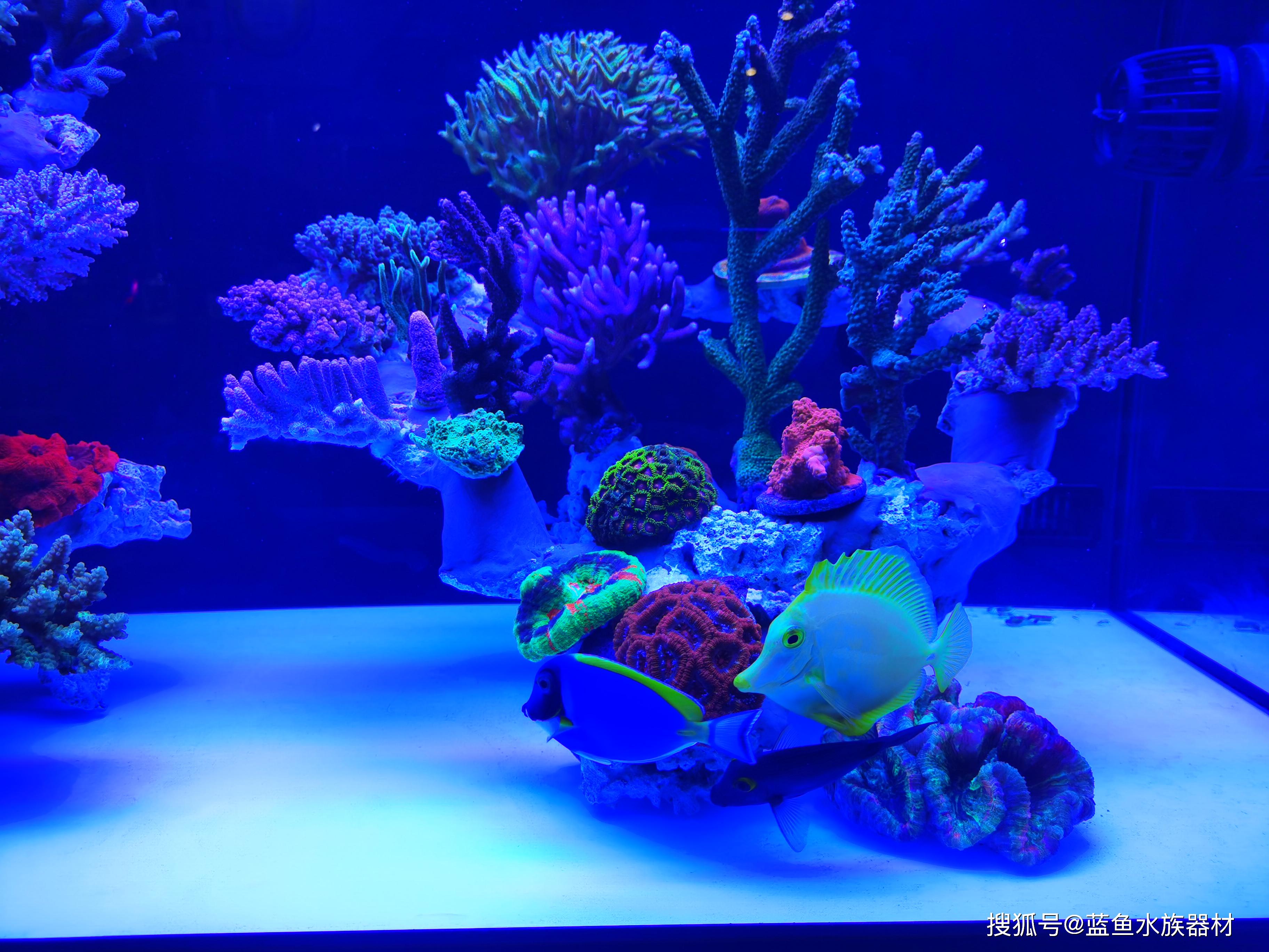 大型水族展上的珊瑚海水鱼缸养殖要点