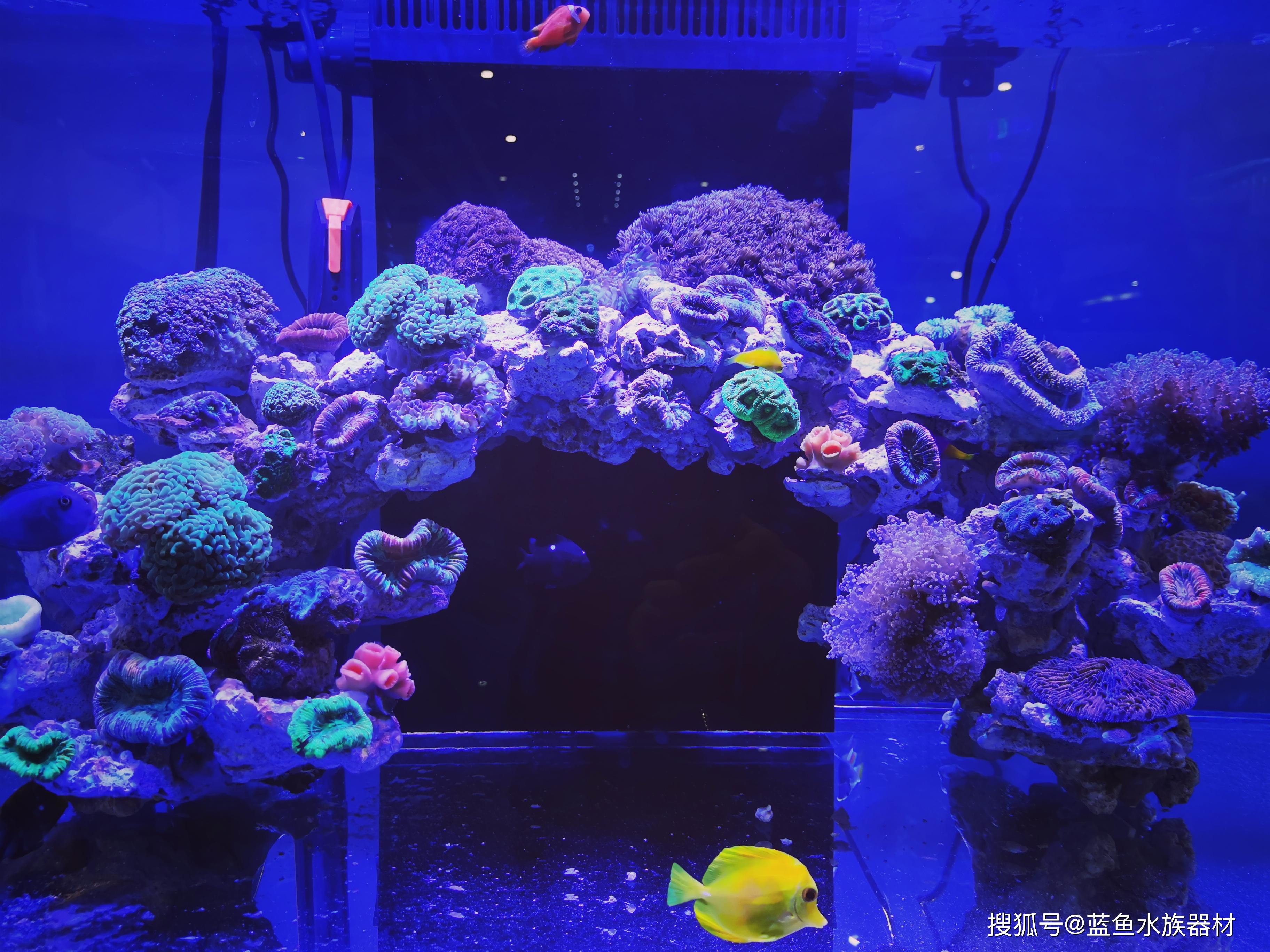 大型水族展上的珊瑚海水鱼缸养殖要点