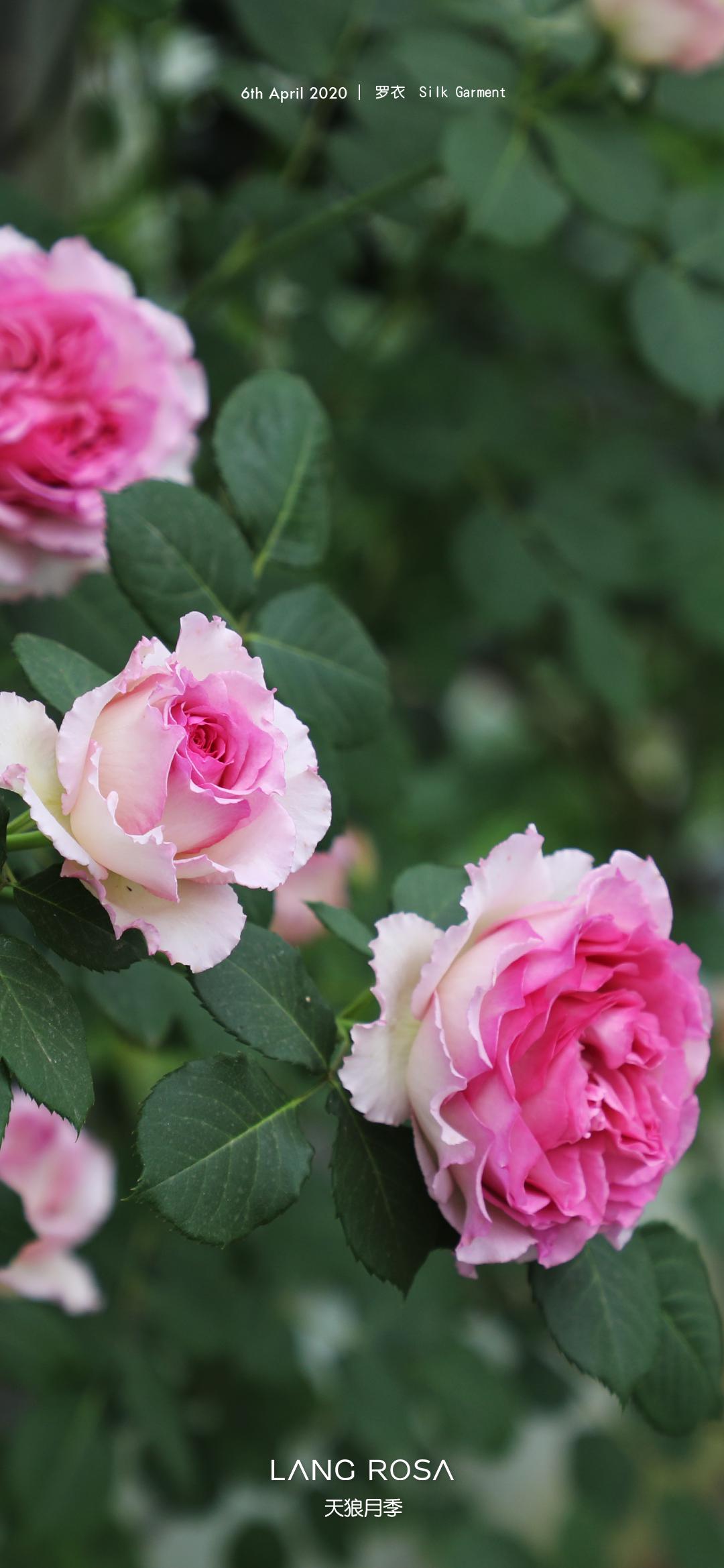 步步生香罗衣花量无敌胭脂扣你的最美中国风花墙之选