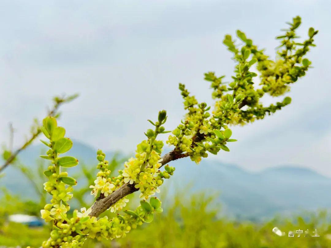 【特产】云落崩坎村:油甘花开喜迎春