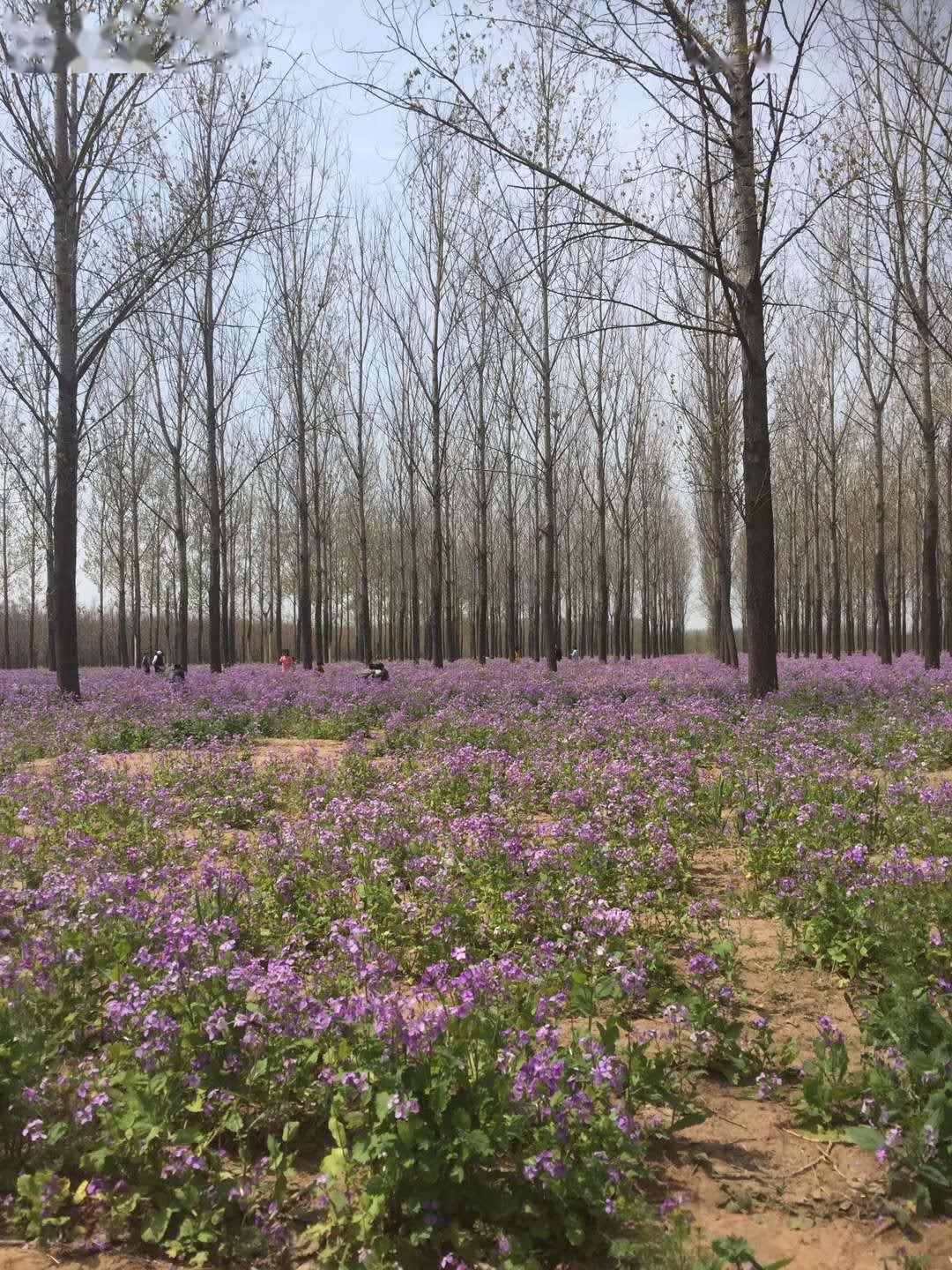 民权北区花海图片