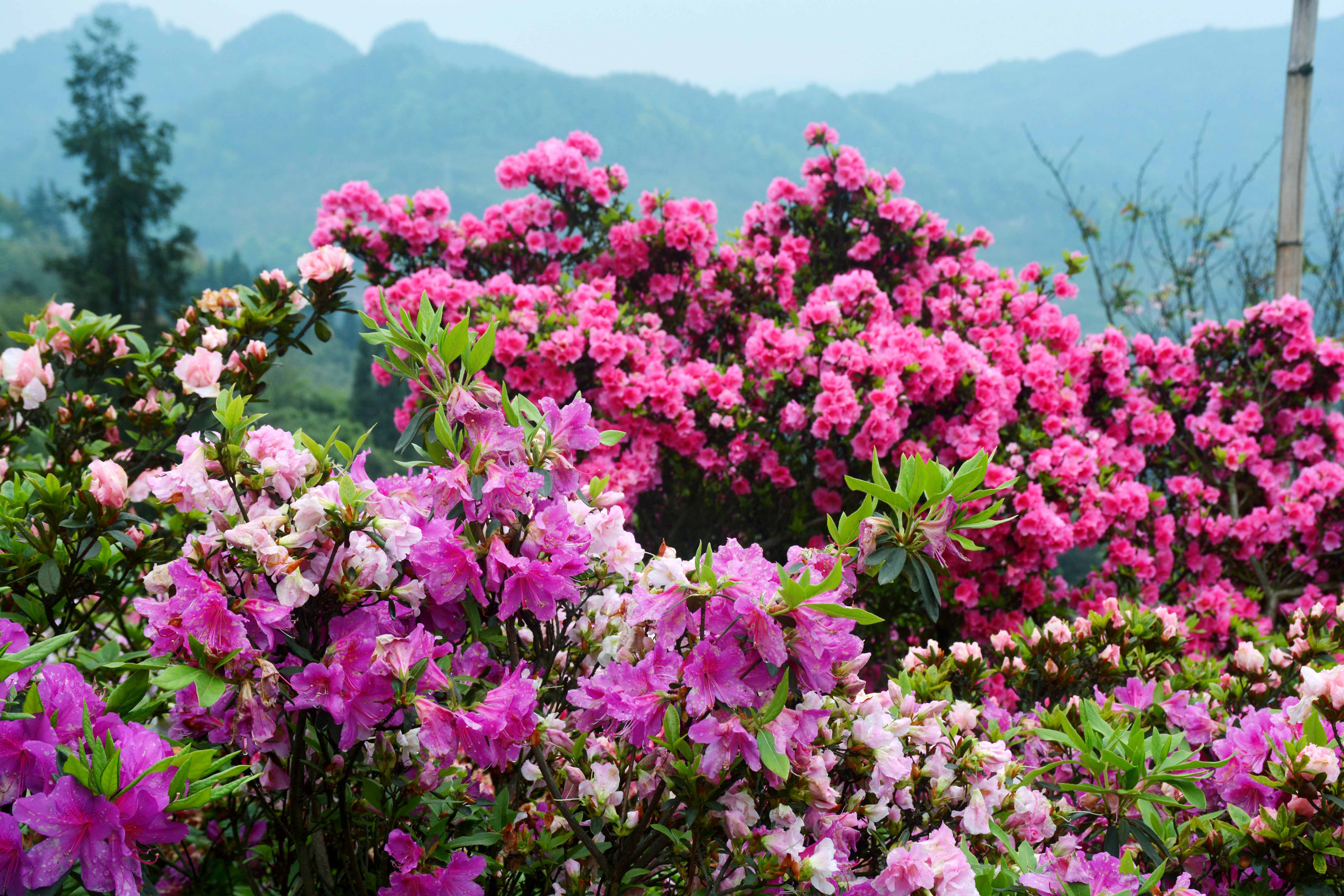 山花烂漫m762图片