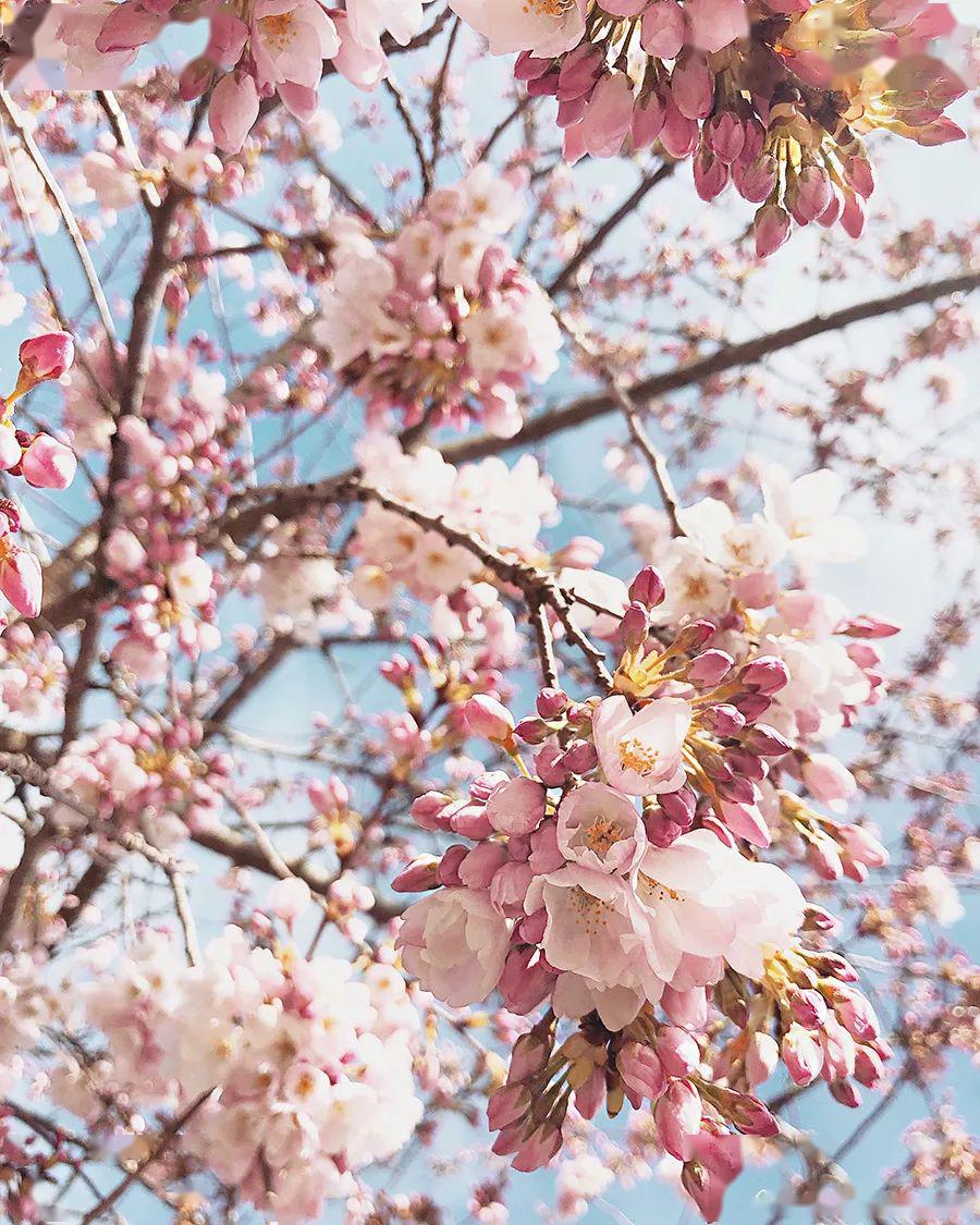 人间四月樱美图视频技巧