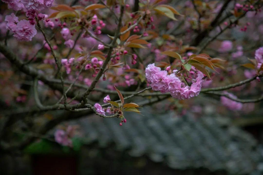 大岚樱花图片