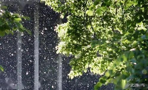 提醒丨杨柳絮又要满天飞了?这些事情得注意!