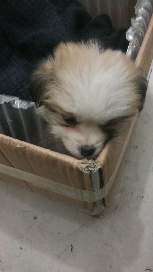 原创流浪小奶狗被抛弃路边,它坚持守在原处,期盼着主人能回来它身边