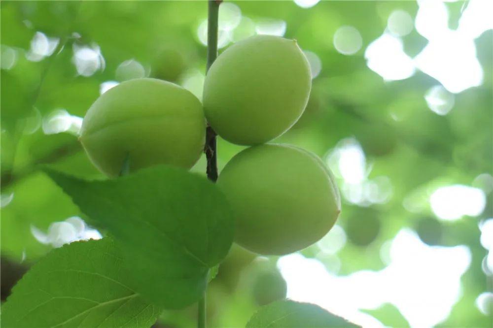 溪洋村四月漫山青梅香硕果压枝惹人馋