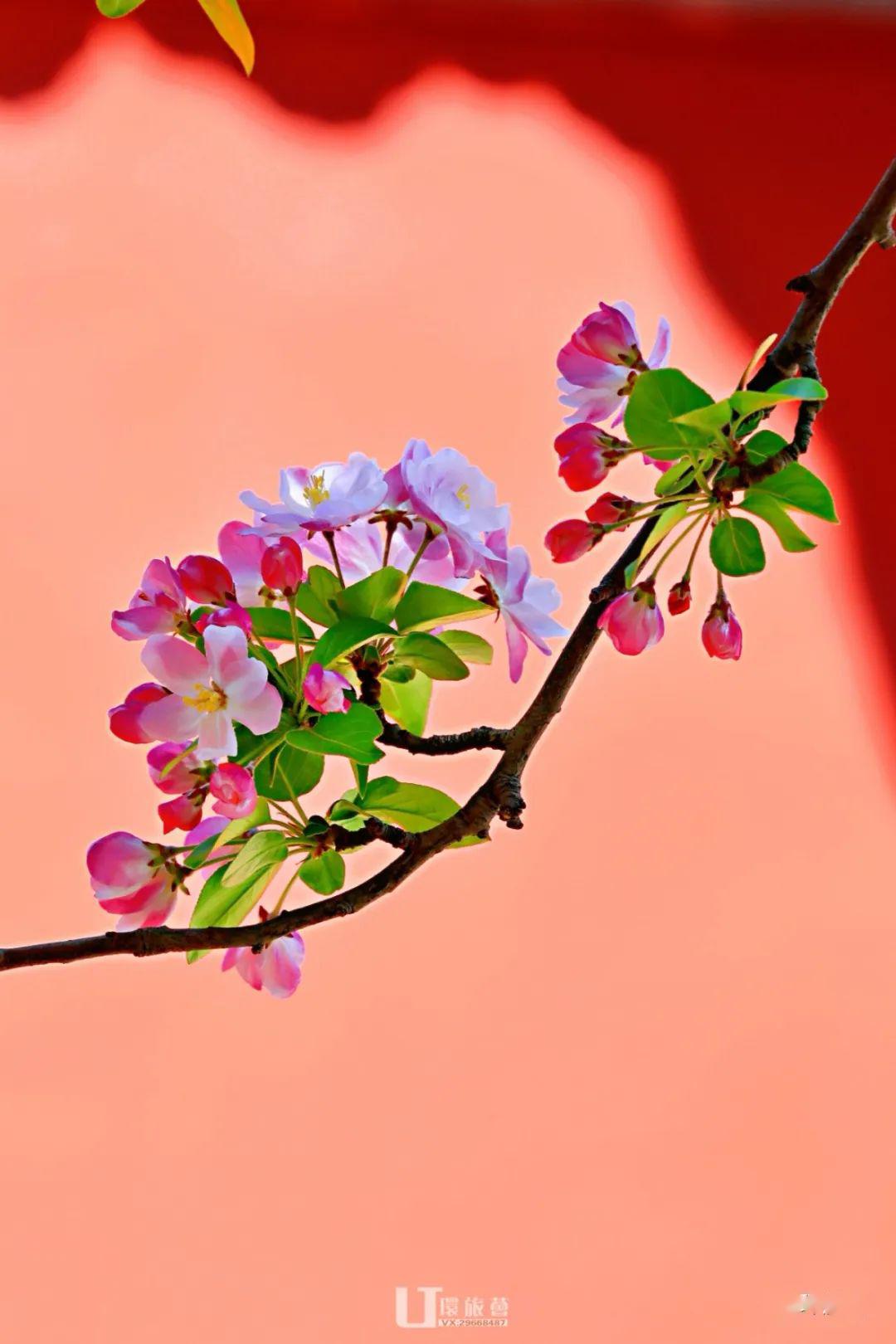 官宣故宫博物院600年首次网络直播