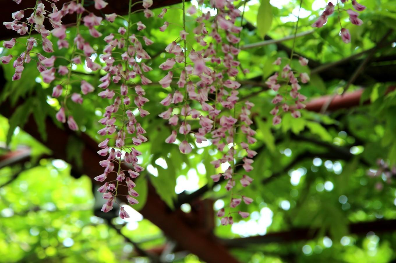 嘉定紫藤園都市別樣的植物風情