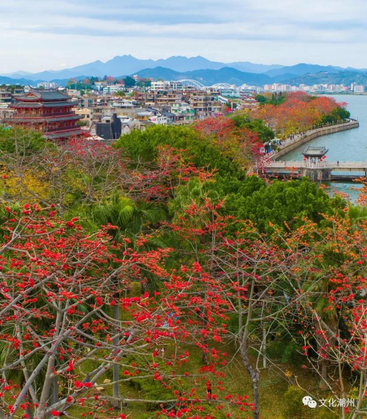 与韩江岸边的绿树花开绚烂,红艳艳的木棉广东潮州的木棉花盛开了,阳春