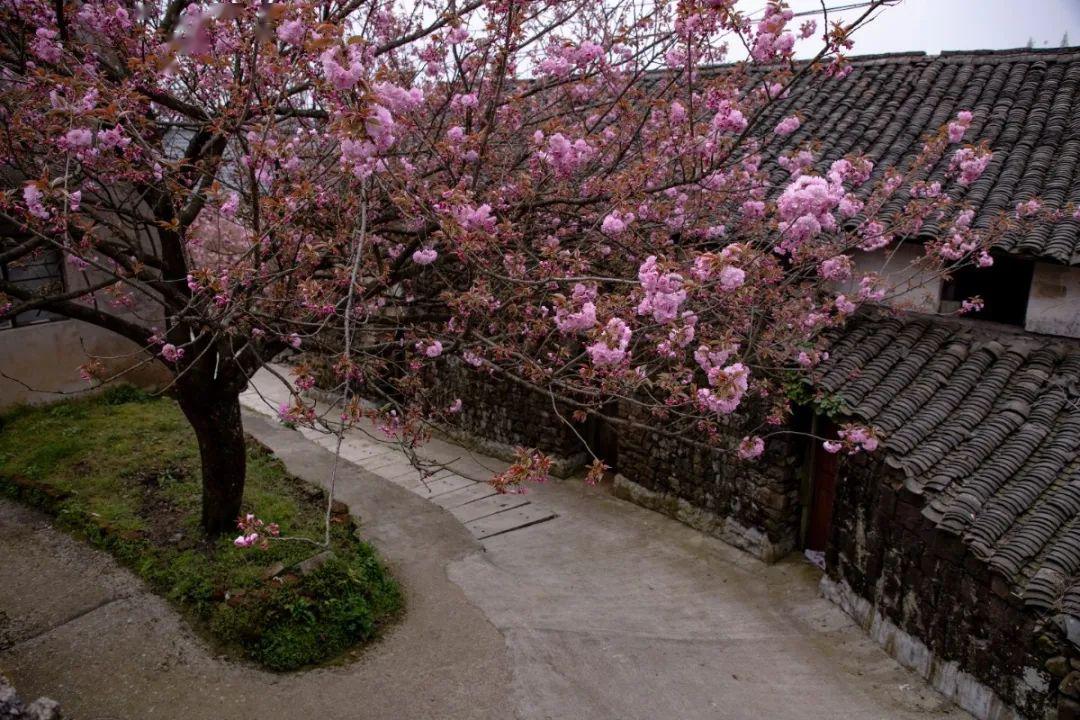 大岚山樱花图片